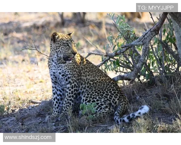 足球明星豹子高清照片展现运动与野性的完美结合